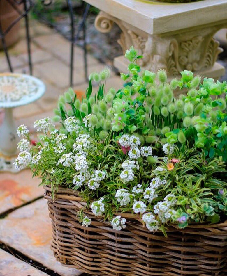 ライフ エコ در توییتر 4月の寄せ植え 5 ラグラス バニーテール 寄せ植え 春色 ラグラスバニーテール ラグラス バニーテール 藤カゴ アリッサム モンデリック ガーデニング 園芸 ライフエコ オニヅカ エコマルシェオニヅカ おしゃれな花 ライフ エコ در توییتر 4月の寄せ植え 5 ラグラス バニーテール 寄せ植え 春色 ラグラスバニーテール ラグラス バニーテール 藤カゴ アリッサム モンデリック ガーデニング 園芸 ライフエコ オニヅカ エコマルシェオニヅカ おしゃれな花