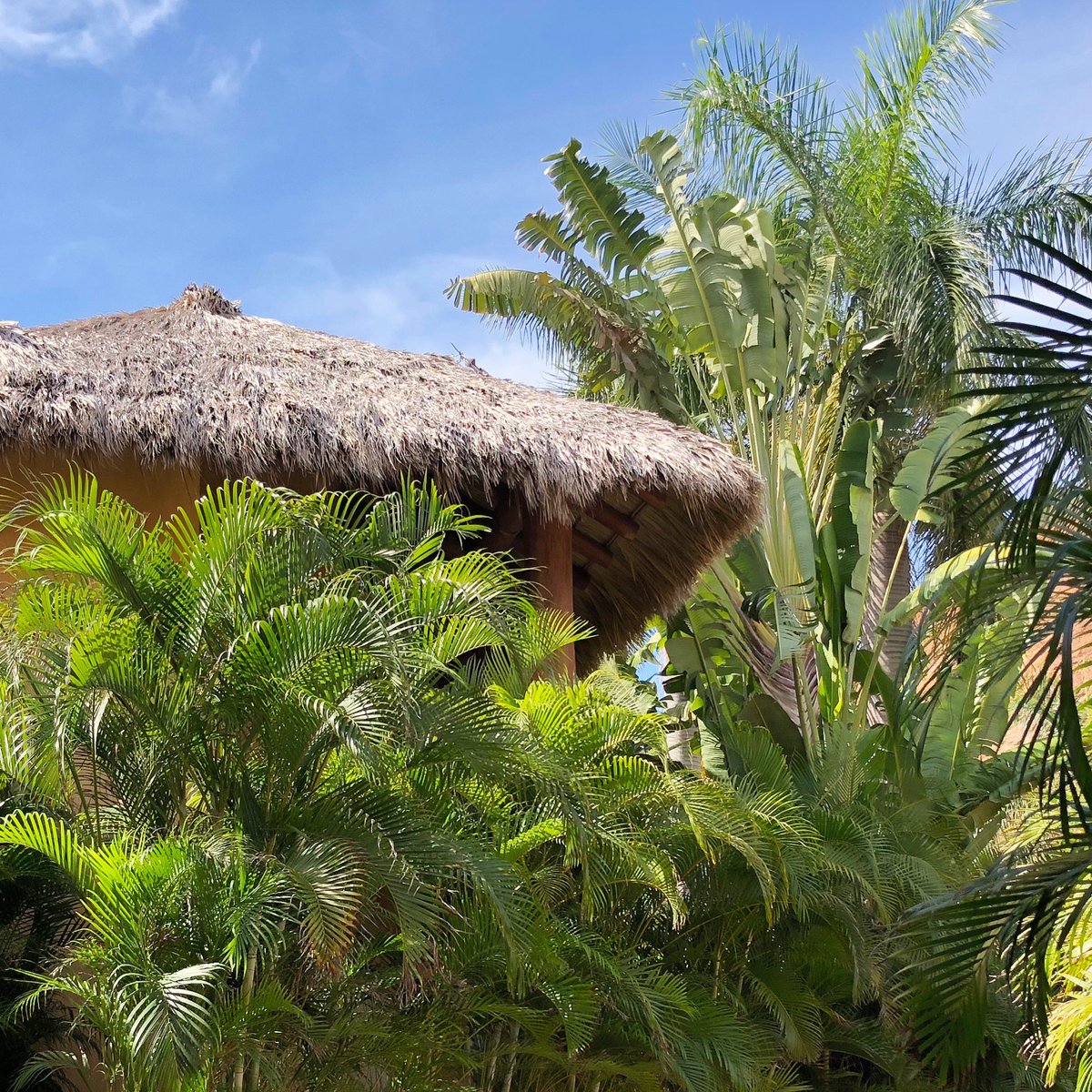 CaladeMarResort's tweet photo. Pacific coastal mexican architecture at its finest, palapas, parota wood, stucco and tropical plants.
 Visit Us: https://t.co/4EEvnzWslu  
#perfectwedding #mexicobeachwedding #beachwedding #luxurybeachresort #luxuryseasideresorts #romanticweekend #ixtapazihuatanejo https://t.co/P0zA8wuV3G
