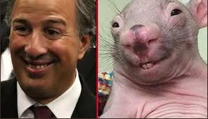 eternumen's tweet photo. @revistaproceso #Perspectivas políticas en #México 🇲🇽
... "e$$$teee... Pooo$$$... Puuu$$$" ... 💰😆
#Meade #MeadeRobar 🐀 https://t.co/gBzjdV1P4i