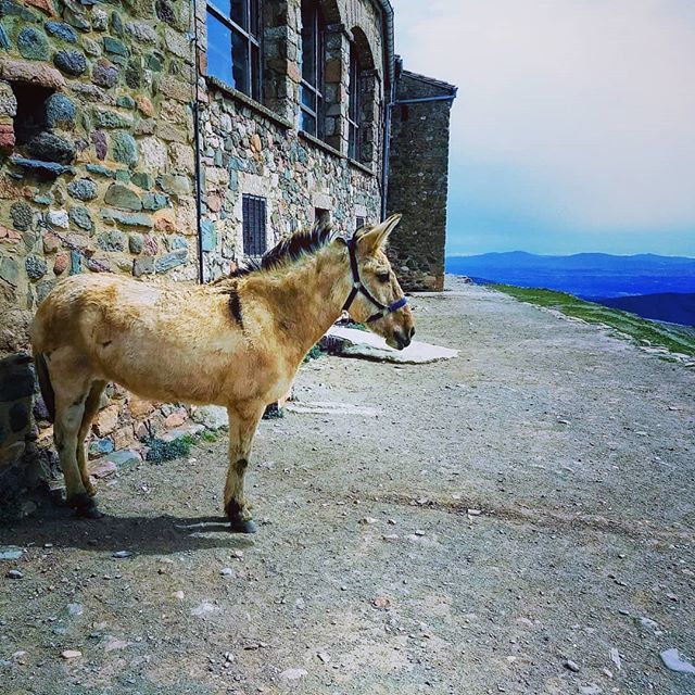 davidftrujillo's tweet photo. Excursiones

#lamola #matadepera #senderismo #trekking #montaña #mountain #excursion #climb #burro #donkey https://t.co/OhToIvaDMJ https://t.co/6RqQMv4DFb