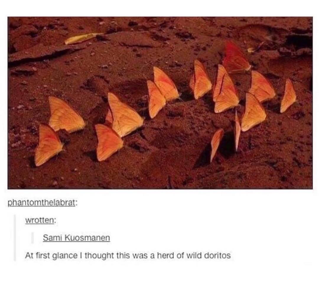 😂😂 wild Dorito herd