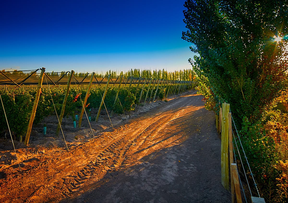 selphicks's tweet image. Versado vines with the all important hail nets