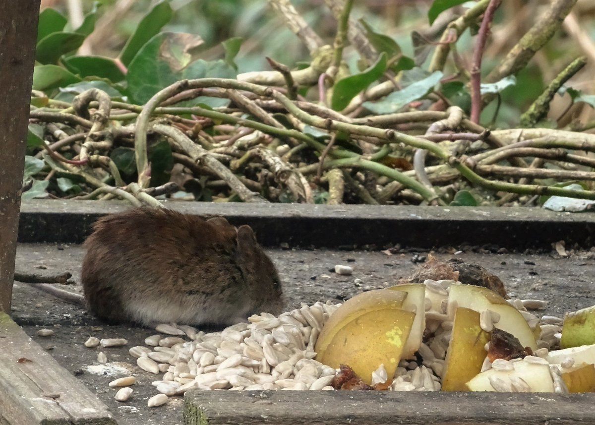 victorthevole's tweet image. Night all.  Rather full.  #wildlifefrommywindow #greattit #birdtable @Natures_Voice @BBCSpringwatch