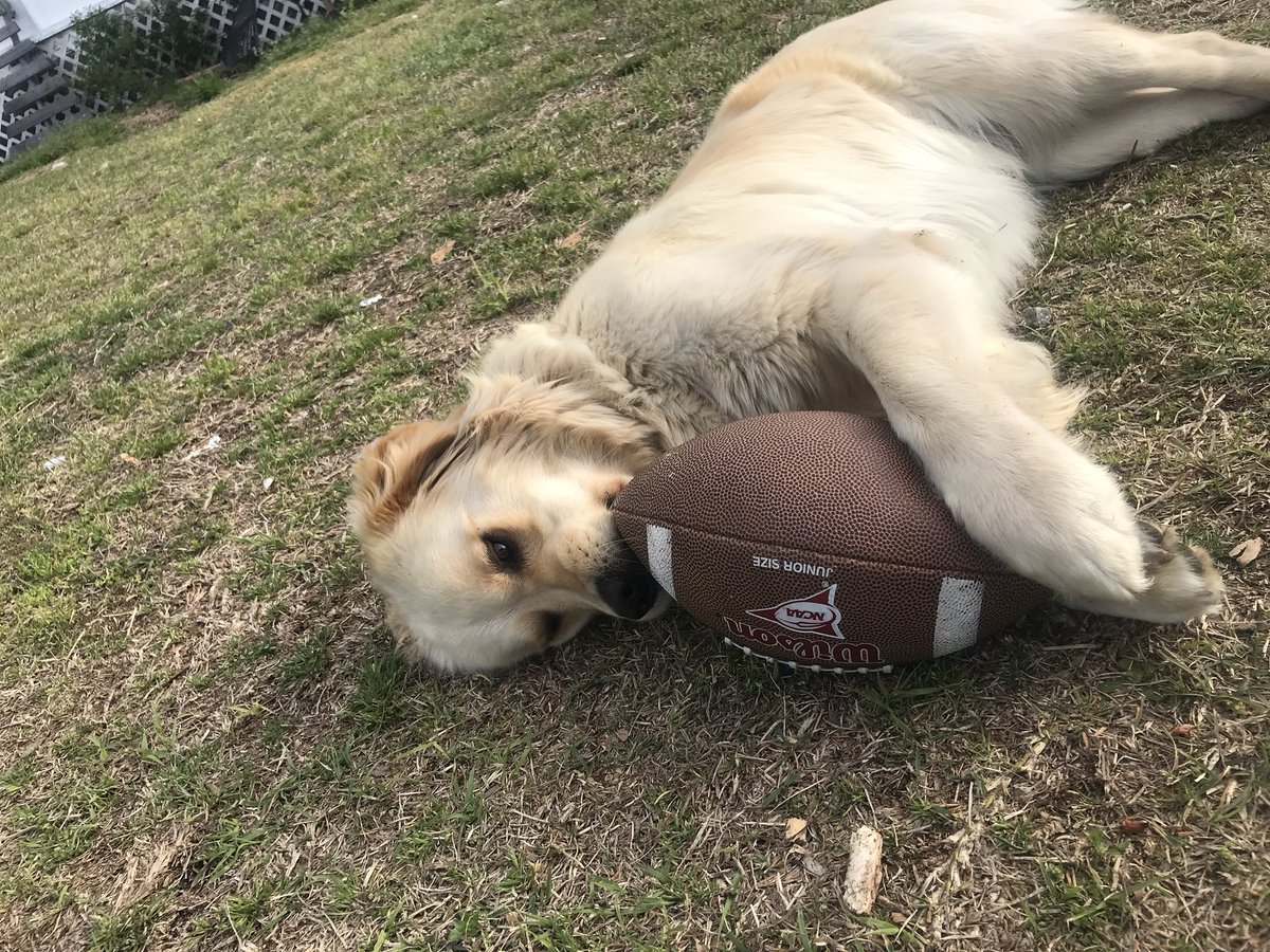 sgames_98's tweet photo. hey @NFL and @steelers I know the draft is coming soon. Patsy would love a pick https://t.co/9A1WVzA9b3