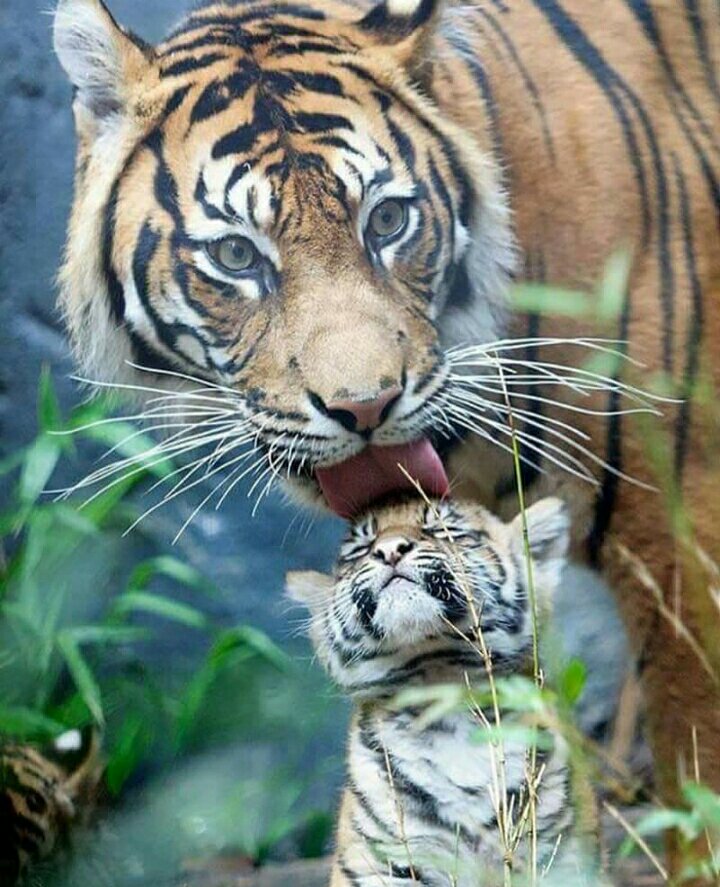 Jayani__96's tweet image. 🐯❤🐯❤🐯❤🐯❤🐯❤🐯

       🐯💖🐯💖🐯💖🐯💖🐯💖🐯