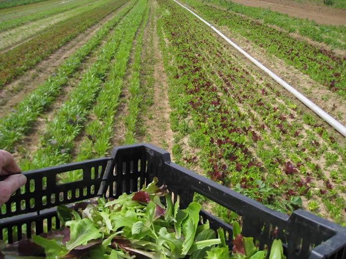 Carroll Gardens CSA tweet media
