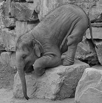 ceocoachmentor's tweet photo. You can be an Agile Elephant !
If you are the CEO/Owner of a successful established business you may struggle to understand the need to become "agile." Step off your rock and take action to become more agile..download the whitepaper here: https://t.co/9NldYUKNPG https://t.co/YGqltE87MB