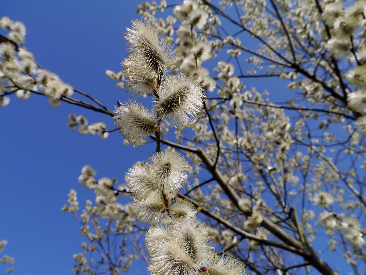 obpowsin's tweet photo. Wierzby mają wiele do zaoferowania także tydzień po Wielkanocy. Może nawet więcej niż nam się wydaje 😉
#obpowsin #wierzba #iwa #salix #caprea #ogródbotaniczny #botanicgarden #warszawa #warsaw #powsin #wiosna #spring https://t.co/FPnx9NlxSX