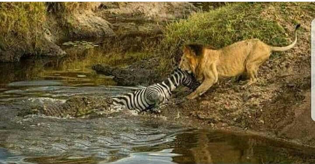 Aslan zebrayı hem boğulmak dan, hem de terörist timsahın elinden kurtarıyor. 
İNANDIK MI? 
HAYIR
İŞTE BATININ DA ORTADOĞU YA BARIŞ GETİRİP, TERORİSTLERİ ÖLDÜRME FİKRİ NE
İNANDIK MI? 
HAYIR.