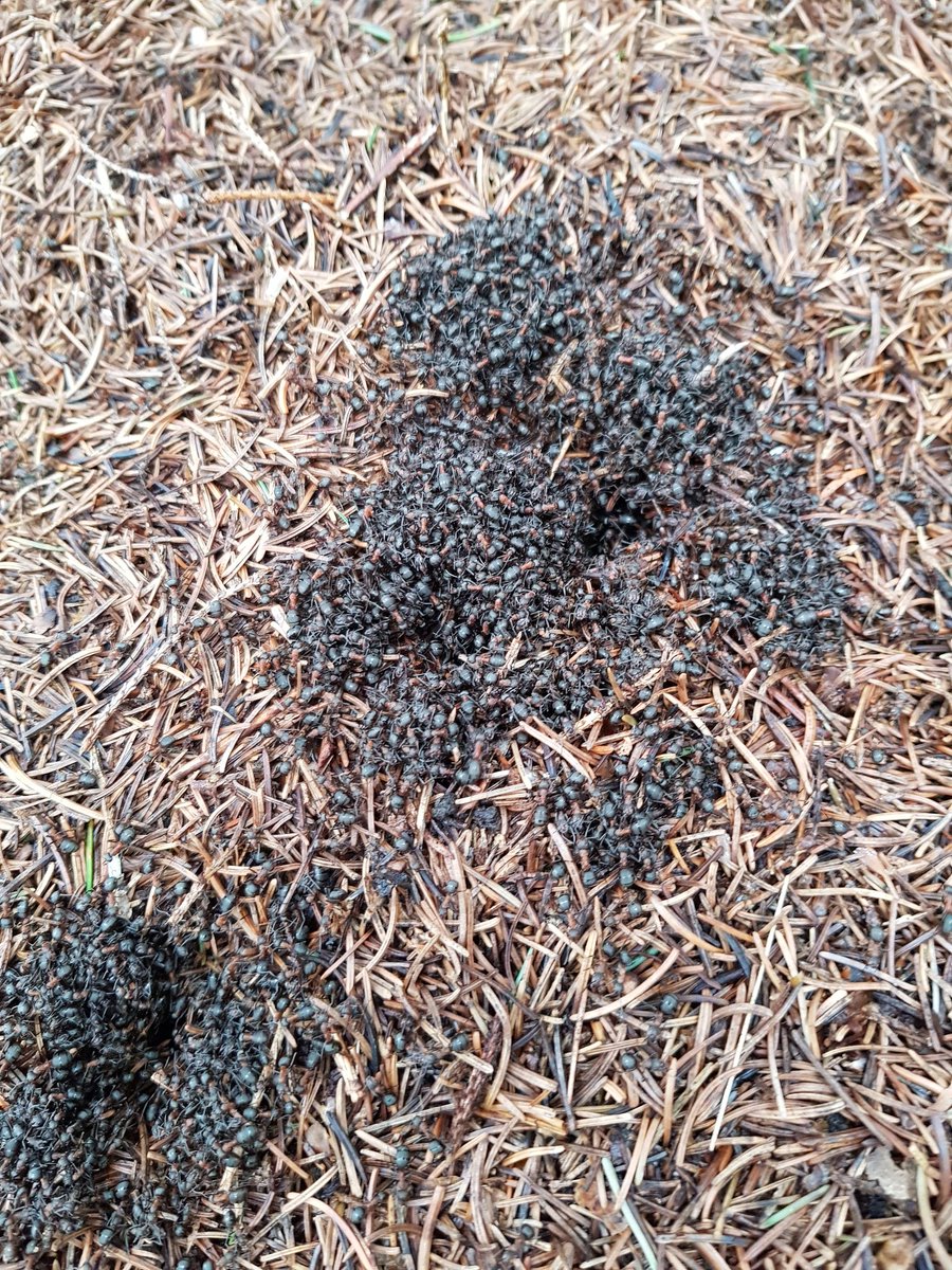 leakt_leak's tweet photo. Red Wood Ants! Absolutely amazing taste and with our first play these amazing creatures, they will be the centre piece of a future dish https://t.co/8wC5B8P5tW