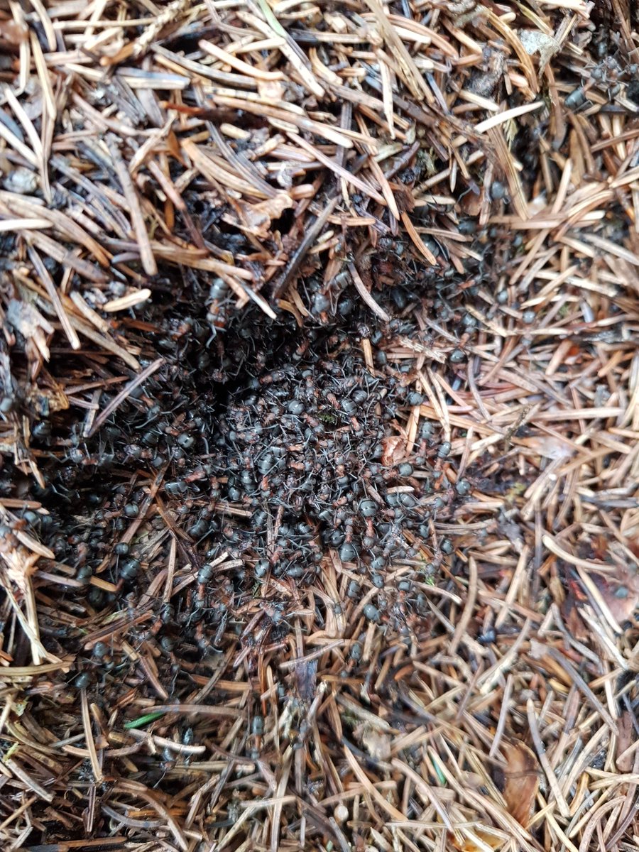 leakt_leak's tweet photo. Red Wood Ants! Absolutely amazing taste and with our first play these amazing creatures, they will be the centre piece of a future dish https://t.co/8wC5B8P5tW