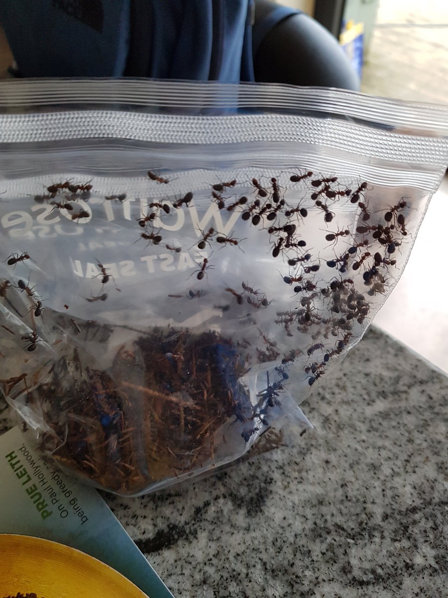 leakt_leak's tweet photo. Red Wood Ants! Absolutely amazing taste and with our first play these amazing creatures, they will be the centre piece of a future dish https://t.co/8wC5B8P5tW