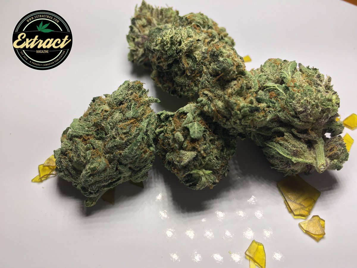 ExtractMags's tweet photo. Closer everyday #cannabis #CanadaPharmacy #CannabisCommunity #marijuananews #cannabisculture https://t.co/xskMcltusQ