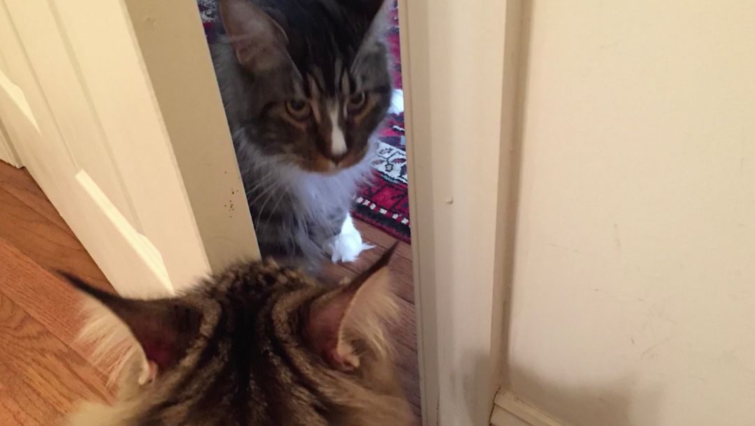 JacksonGalaxy's tweet photo. The Do's and Don'ts of Introducing #Cats 👇🏼
https://t.co/Pin2QYoV0Q https://t.co/CWkTdCIynw
