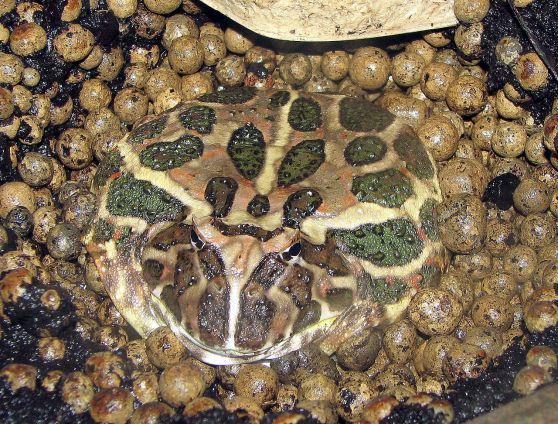 Gone_Froggin's tweet photo. The Frog of the Week is the Ornate Horned Frog (Ceratophrys ornata)! A common frog in the pet trade, it is naturally found in South America. #FrogOTW
https://t.co/e0UMukBkK8 https://t.co/sT6Lu0LAzA