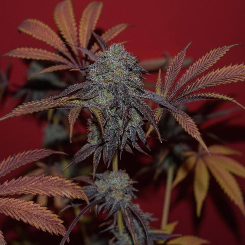 CannaWorld (@cannaworldsite) on Twitter photo 