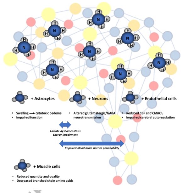 ebtapper's tweet photo. Ammonia, cerebral hemodynamics, purinergic signaling ...and another reason to love caffeine?

There is still a lot to learn about nh3, just check out this great editorial on ammonia in #HE in @JHepatology 

https://t.co/9kQArvspvB https://t.co/bzp39EA3rp