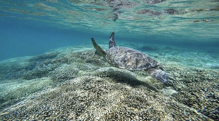 HiLifeStore's tweet image. Honu spotted in Kāneohe 🐢 Hope your week is going as gracefully as this guy!
Come through and show love for a local shop with real local artist!
Aloha! We are open everyday from 10am to 10pm! Come on down and show us your beautiful faces! 💙🤙