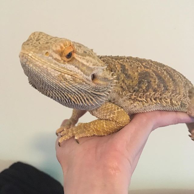 Central_Perkins's tweet photo. This is the face of a dragon who does not wish to dance around and sing La Vie Bohème but is being forced to anyway. #plottingmyescape #beardeddragon #dragonbarbudo #nofilter #beardiesofinstagram #dragonsofinstagram https://t.co/Bys0AA3j6Y https://t.co/HBqPyEX8Kw