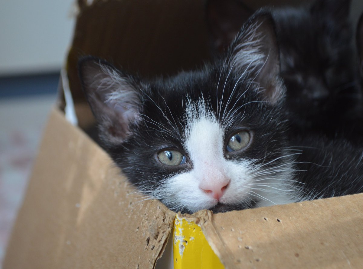wcfosters's tweet photo. Basil manages to look good even when he’s sitting in a chewed up cardboard box. #modelmaterial
#tuxedocat #tuxedokitten #tuxiekitten #catsofinstagram #CatsOfTwitter #basilthekitten #fosterkitten #fosteringsaveslives https://t.co/kOUJwOju8O