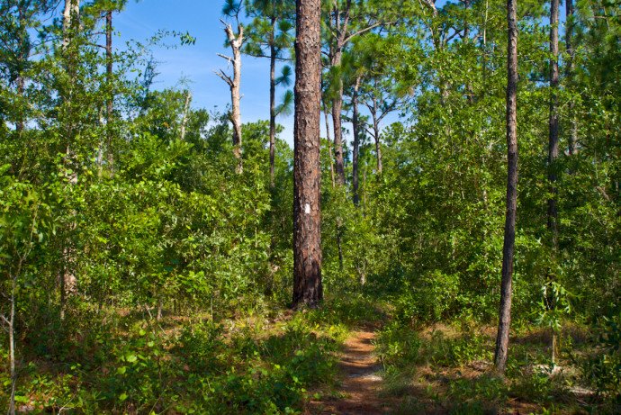 PrfctIy_lmprfct's tweet photo. Where I grew up... 
Ocala National Forest. https://t.co/AZM6pHCbTK