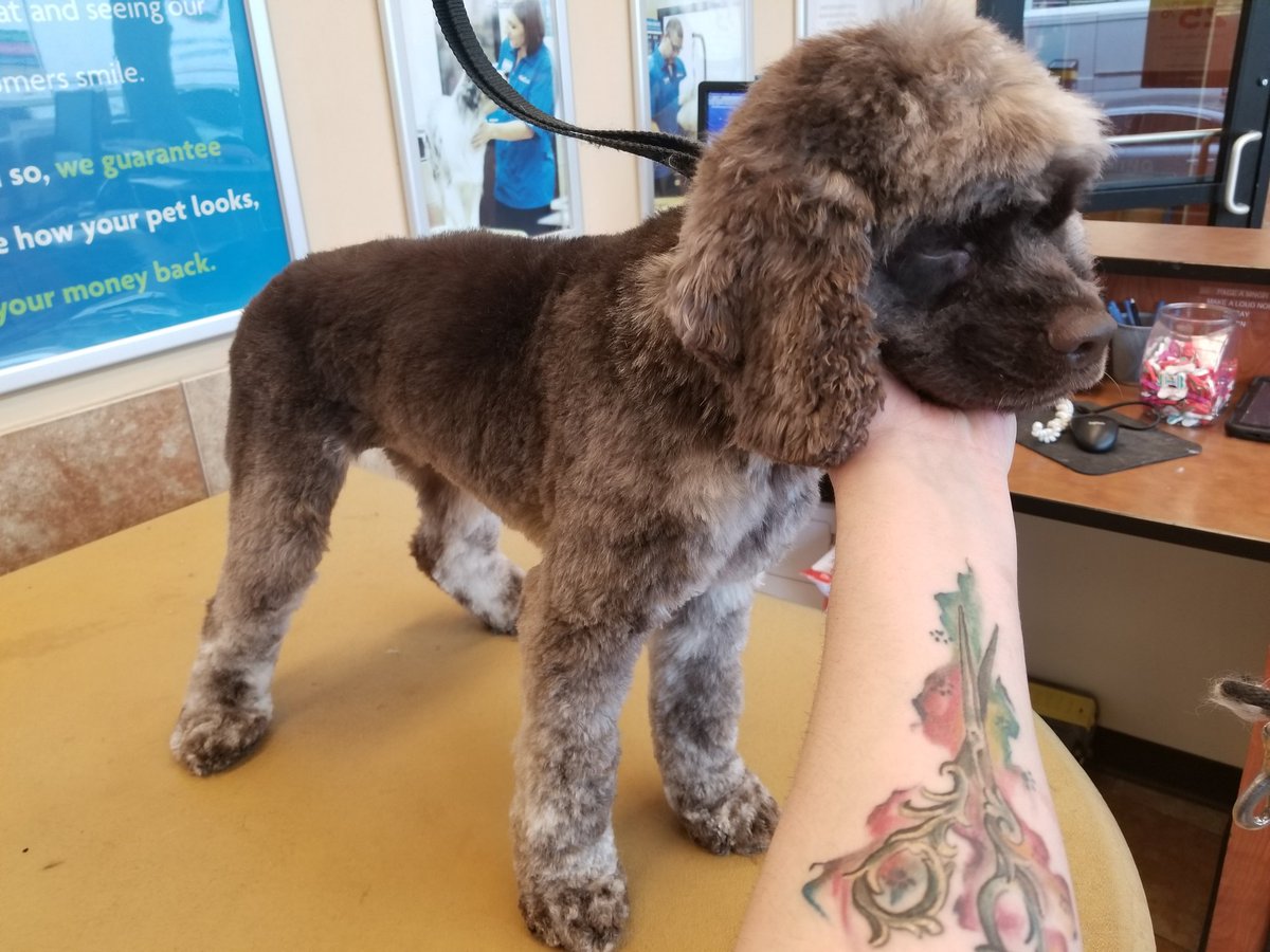 #northeastgrooming#2249 #longisland #extrememakeover  #jeanette #jcp83
 Beautiful little Banjo!