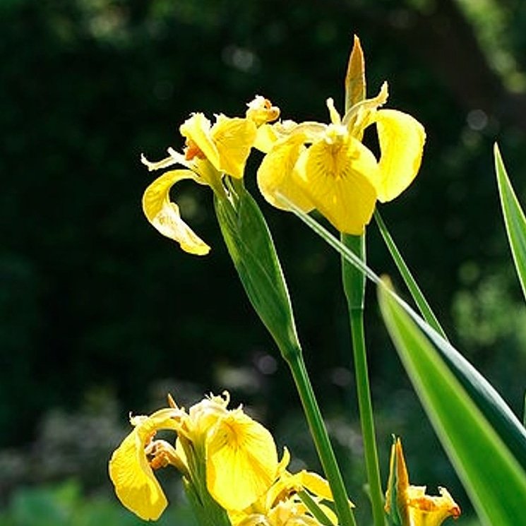 gtainvasion's tweet photo. This aquatic plant has found itself into many waterways, and it can form stands that are so thick that they can transform whole habitats; from wet to dry! Help preserve Ontario biodiversity by learning more! #YellowIris #GTAInvasion #InvasiveSpecies https://t.co/NVIJX7qY4j