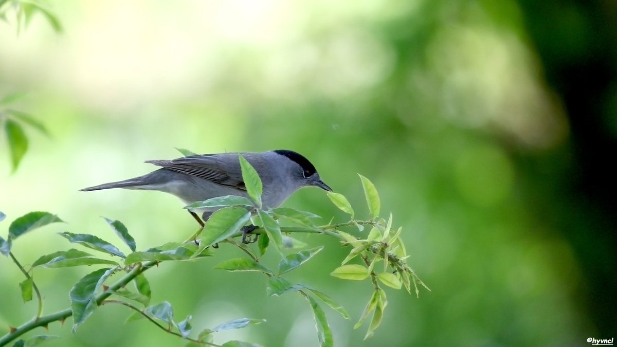 Eurasian Blackcap - Sylvia atricapilla - KARABAŞLI ÖTLEĞEN
#eurasianblackcap #blackcap #sylviawarbler #sylviaatricapilla #karabaşlıötleğen #twitcher #16x9_birds #birding #ornithología #CanonEOS7DMarkII #birdsoftwitter #backyardbirds #Vögelbeobachten #aves #YearOfTheBird #400mmL