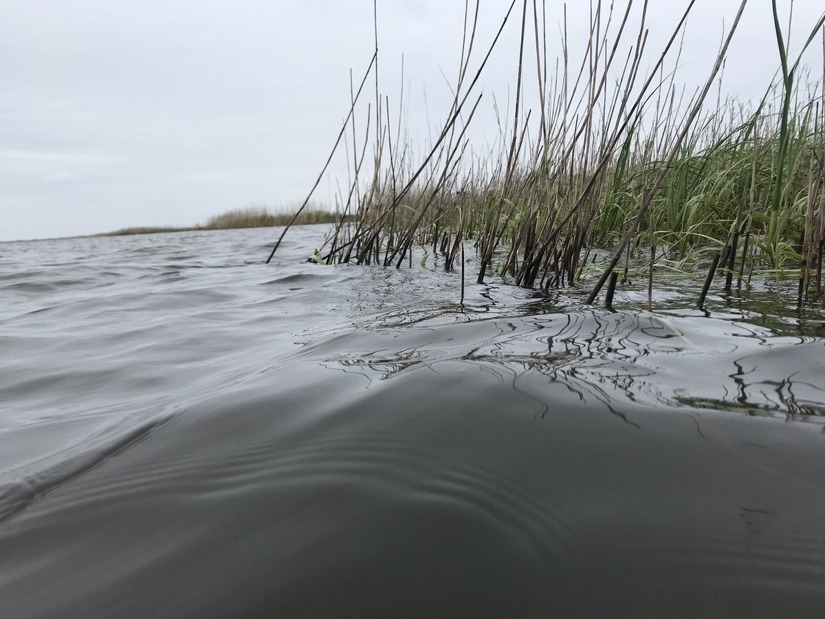 TexasSharks_JD's tweet photo. And so it begins. The 2018 Gillnet Season. Bring on the fishes! #science #diversity #trophicstudy #wherearethesharks https://t.co/25IocMsp9q