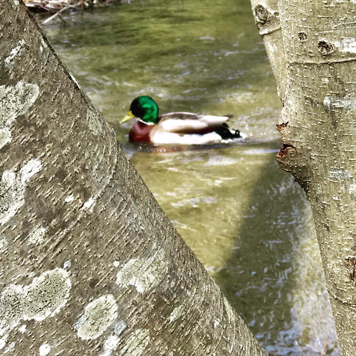 stormyjd's tweet photo. I love #DashPointStatePark 😀🍃☀️🦆 it’s my zen place! Beautiful spring day to go out & enjoy nature! #SpringhasSprung #GetOutside #FederalWay https://t.co/QtRamC13Wl