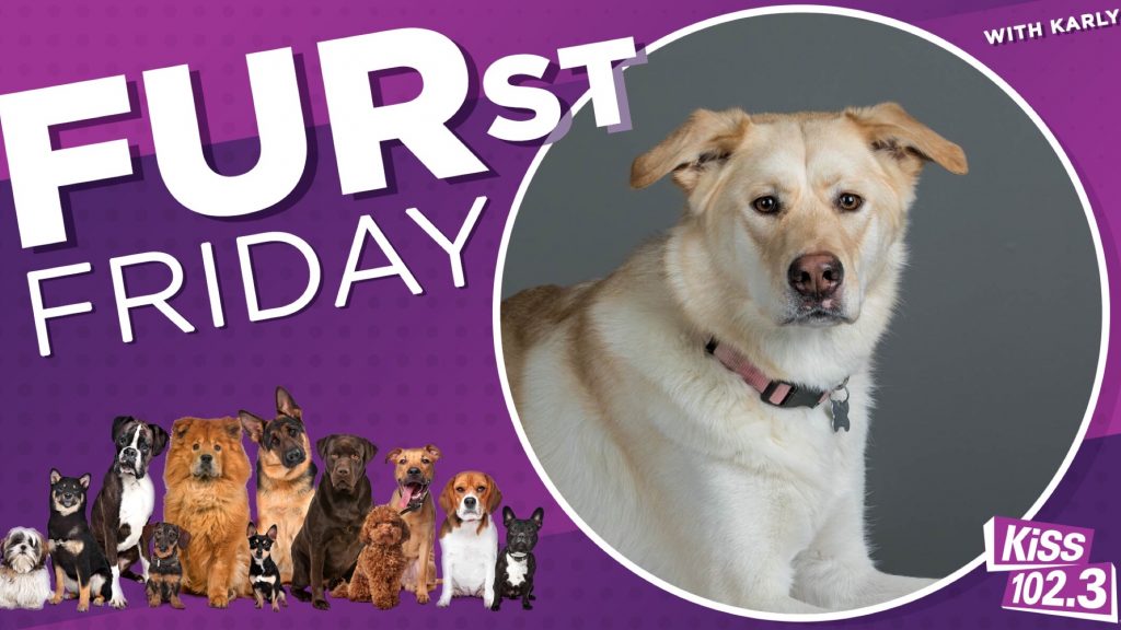 kiss1023's tweet photo. Meet this month's #FurstFriday dog Pinky! She's currently available for adoption through @ManitobaMutts. Please share this tweet so we can find Pinky the FURever home she deserves! - @karlyonair
https://t.co/wbVupOBV3U https://t.co/mbkt8E7Q55