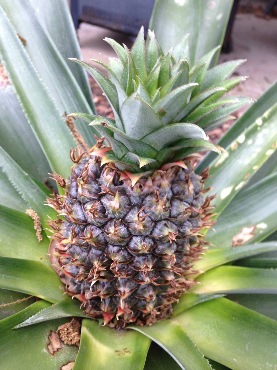 CookseyCynthia's tweet photo. Trying my hand at growing a pineapple, avocados and grapes.  If only the pesky squirrels and birds will stay away.  #farming #homegrown https://t.co/g06zvjl3mT