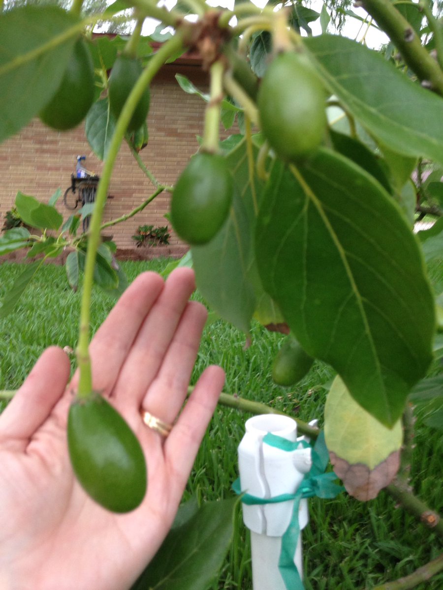 CookseyCynthia's tweet photo. Trying my hand at growing a pineapple, avocados and grapes.  If only the pesky squirrels and birds will stay away.  #farming #homegrown https://t.co/g06zvjl3mT