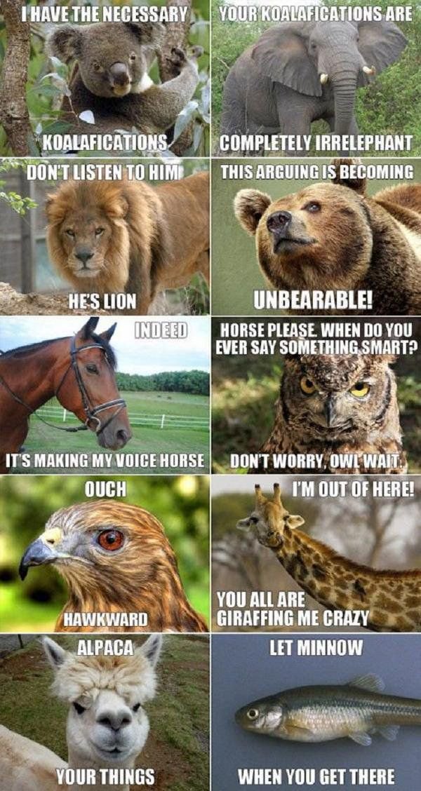 ThePunnyWorld's tweet photo. This is the sealiest thing I've ever seen. https://t.co/KOQxiTQELR