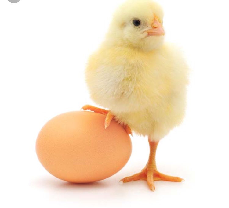 ettricklibrary's tweet photo. The library will soon have more animals living there! Tomorrow, 24 eggs will arrive to hatch in our incubator. Don’t be chicken- come visit! Watch Mrs.Kyser wing it! Together we will become EGGSperts!@EPICatEttrickES 
#ccpslibraries #oneCCPS https://t.co/v8z9HpGJdB