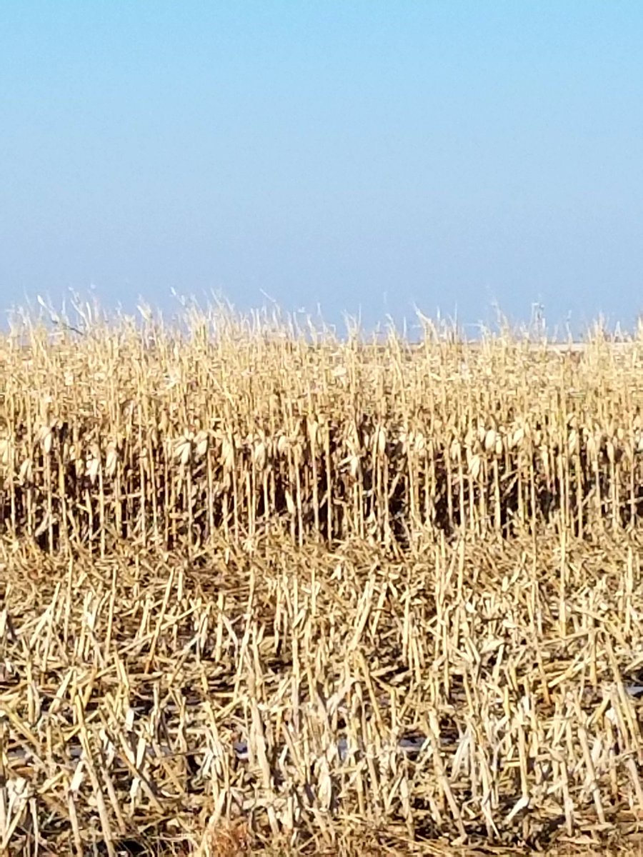 Literally through snow, sleet, wind and hail (and more snow, don't forget the snow) <a href="/WyffelsHybrids/">Wyffels Hybrids</a> W2196 is still standing like a dream as a snow fence almost a year after planting!