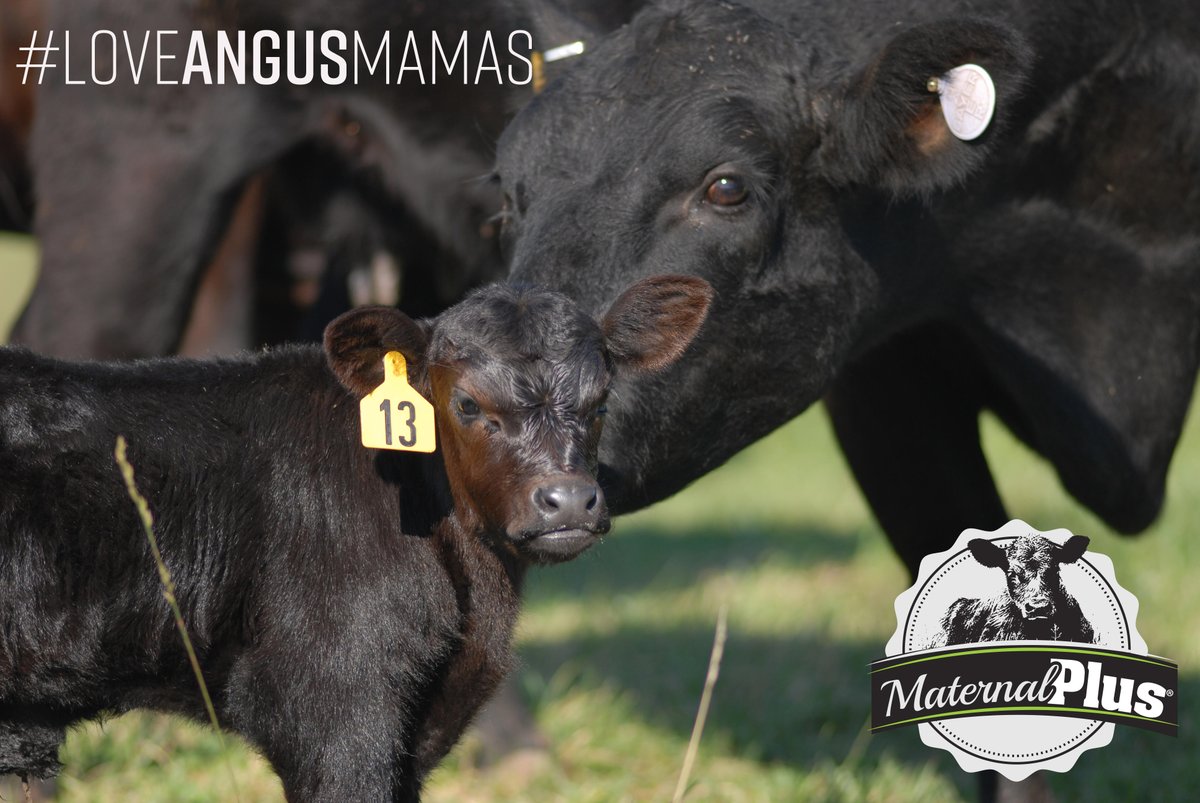 American Angus Assoc (AngusAssoc) Twitter