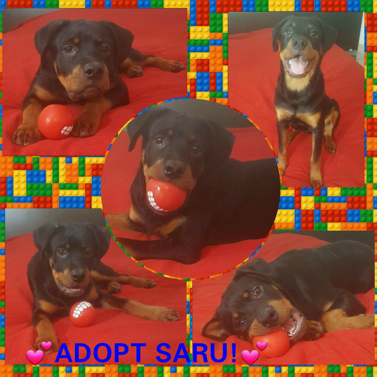 HelpPoorRotties's tweet photo. #RescuedDog #AnimalWelfare #Help
SARU is a happy little #Rottweiler (male, 6 months), urgently in need of a responsible family in Europe or #sponsors.
https://t.co/kdyFYLjXiu
All information on #facebook or ask Elena Cozma-Tarola - email adopt@rrr.dog
#Adoption #RRR #DeathRowDogs https://t.co/ZxkiR5PngW