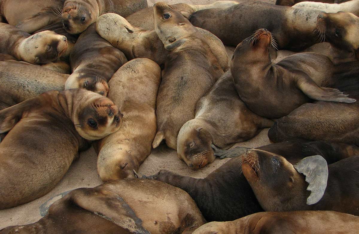For the first time in more than 150 years, a New Zealand sea lion/rāpoka breeding colony has established on mainland New Zealand at Port Pegasus on Rakiura/Stewart Island: bit.ly/2JuRghc