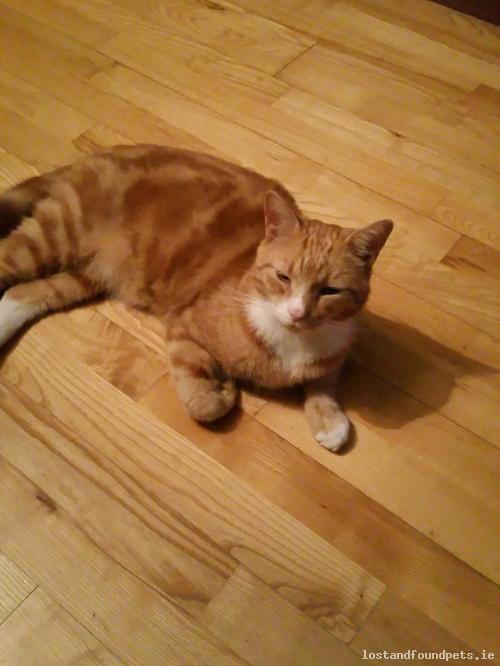 lostfoundpets's tweet photo. A male cat was lost on 07/04/2018 in Swilly Road, #Cabra https://t.co/7xq3f6cQho #lpie https://t.co/NeWOLpCSTC
