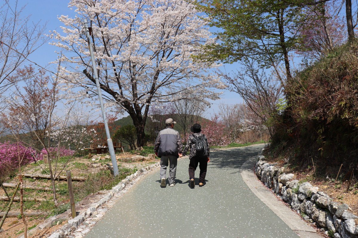 team_sakawa365's tweet photo. 『Pick UP! Sakawa 今週の佐川町』
牧野公園の様子です。こちらは3月末の写真なので、そろそろ桜も葉桜になってきています。お花見に急げ〜🏃♀️🏃♀️🏃♂️
#japan #kochi #Journey #sakura #rpark #spring #Tiny #flower #日本 #風景 #観光 #旅 #高知 #春 #桜 #牧野 #公園 #お花見 https://t.co/zavc07PJo0