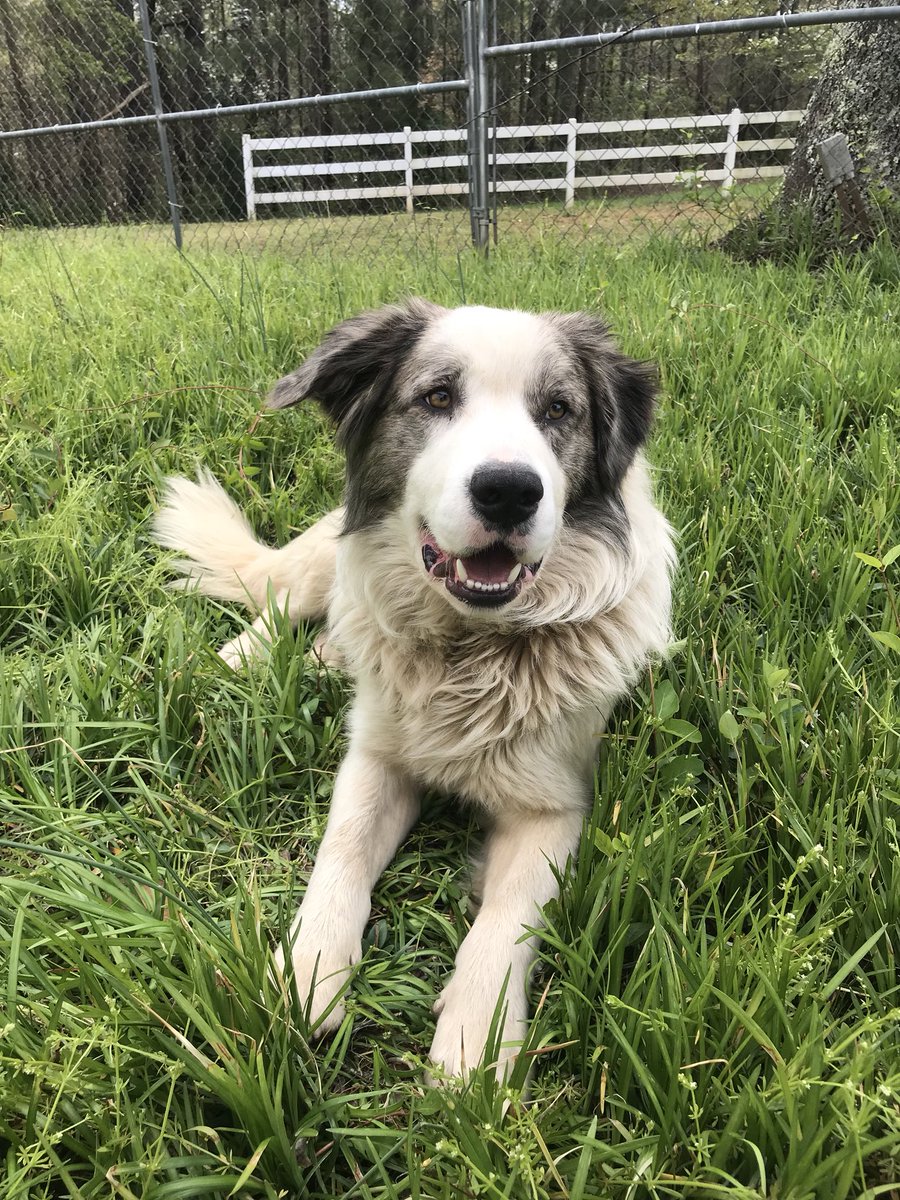 AshleyS7's tweet photo. Hello pup 🤦🏼‍♀️ https://t.co/dnywOc3P2Z