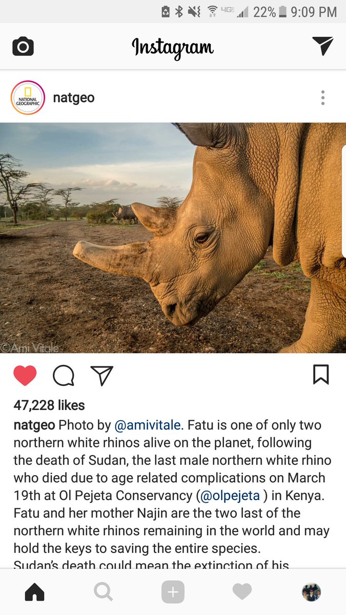 APatchingEES's tweet photo. Sudan was the last male white rino left on the planet, spelling disaster for the species :( https://t.co/8MhiBdyugk