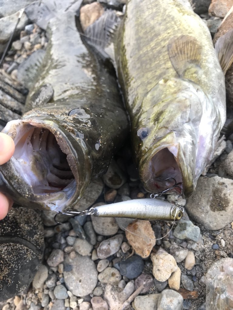 Mitsu 栃木バス釣り やらかしました 奇跡の2匹同時掛け こんなん動画でしか見たことねぇよ まさか自分がやるとは 今年初スモールは40 30 の70センチww 最高のスタート スモールマウスバス 川スモール バス釣り 栃木 奇跡 Mitsu 栃木バス釣り やらかしました 奇跡の2匹同時掛け こんなん動画でしか見たことねぇよ まさか自分がやるとは 今年初スモールは40 30 の70センチww 最高のスタート スモールマウスバス 川スモール バス釣り 栃木 奇跡