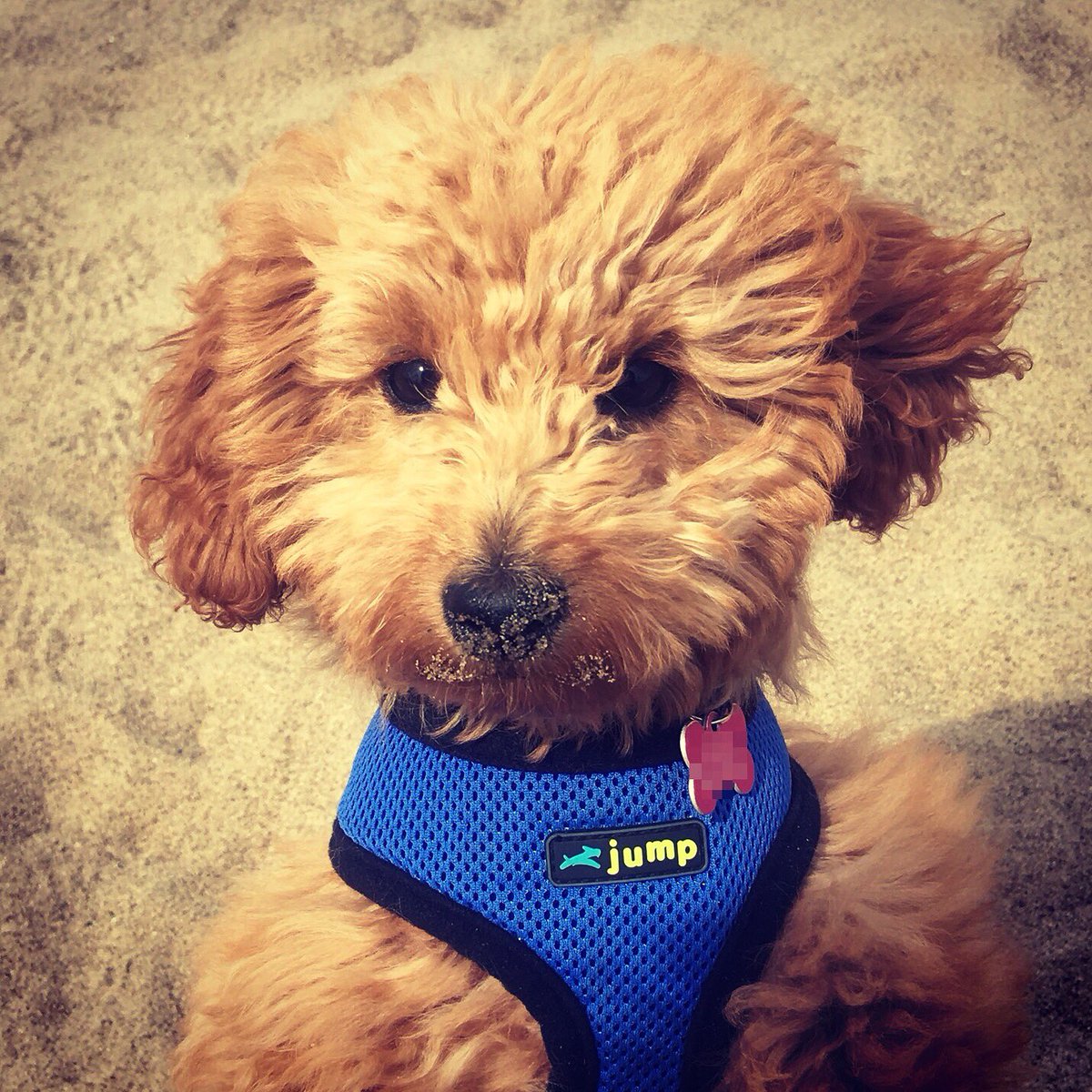 Can you tell I love digging in the sand...with my nose?? #minigoldendoodle #puppy #puppylove #goldendoodle #minigoldendoodlepuppy