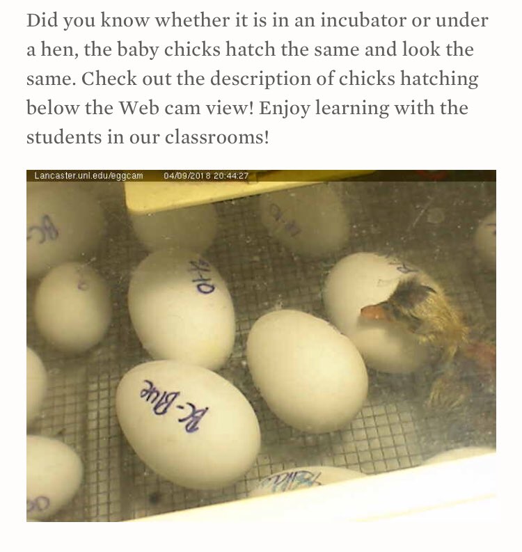 ColeMeador2's tweet photo. We’ve got ducks and geese hatching live. https://t.co/ufFLo2V0XI https://t.co/EjR6dybDsE