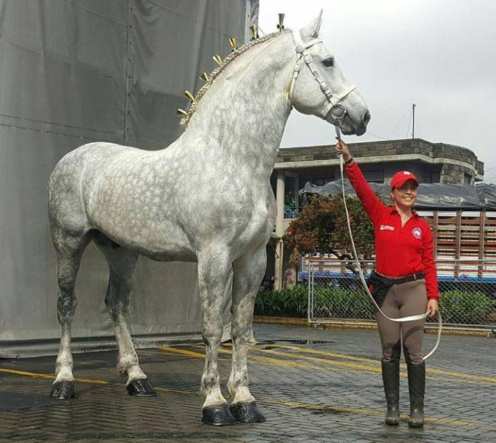 The mighty Percheron! rightpet.com/breed-species/…
