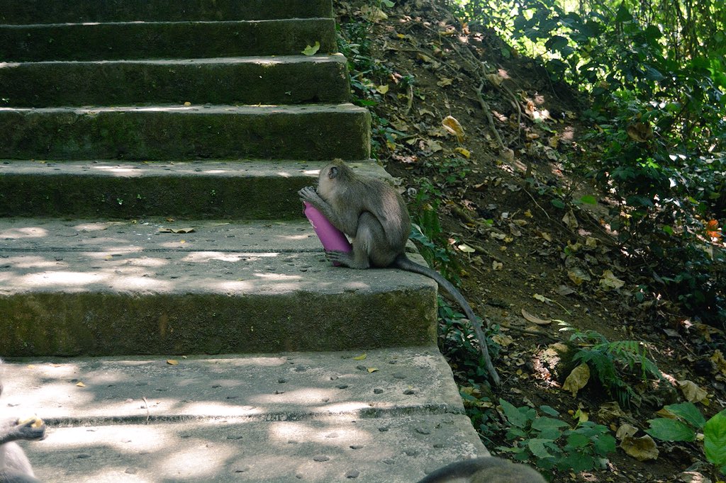 amybaum28's tweet photo. Monkeys gone wild and stole my @HydroFlask!! 😢Anything you can do for me @HydroFlask?? #RIPhydro #bali #ubud #sacredmonkeyforest https://t.co/nHZVyCmyxx