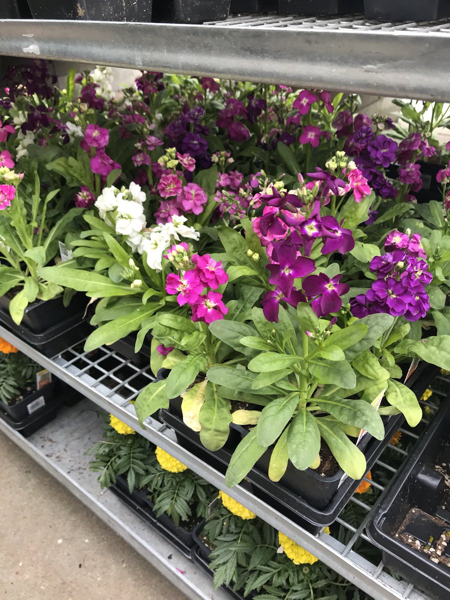 AngelaR118's tweet image. Love when our plants look SOOOO MUCH BETTER then the guys next door!! Come on Spring!! #nocompetition #HD4723 #PNWSBF #D19Wins