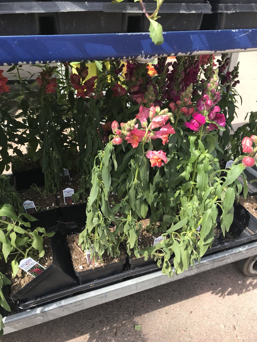AngelaR118's tweet image. Love when our plants look SOOOO MUCH BETTER then the guys next door!! Come on Spring!! #nocompetition #HD4723 #PNWSBF #D19Wins